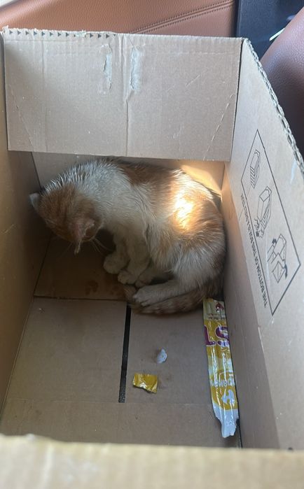 Dau spre adoptie pui de pisica