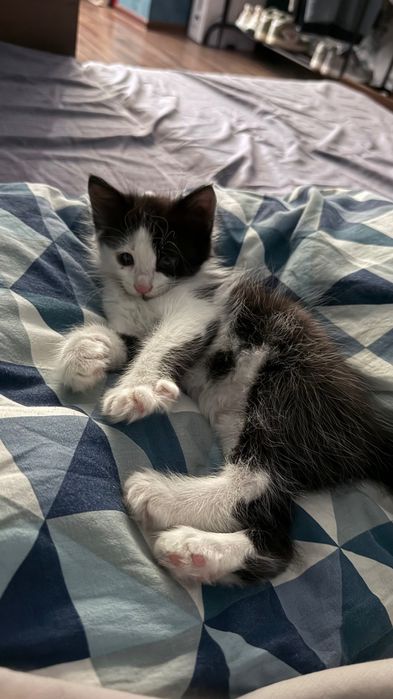 Отдадим котенка в добрые руки !!!