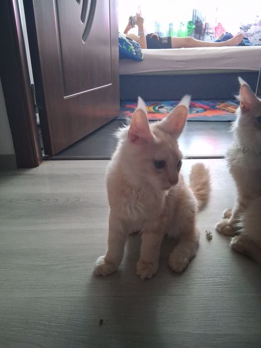 Pisica mainecoon