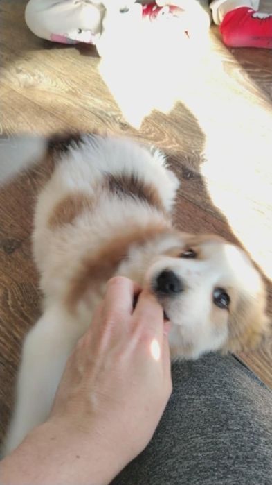 Подарявам бебенца кученца на 2 месеца