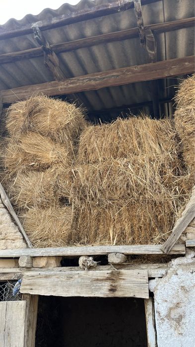 Прес шөп сатылады