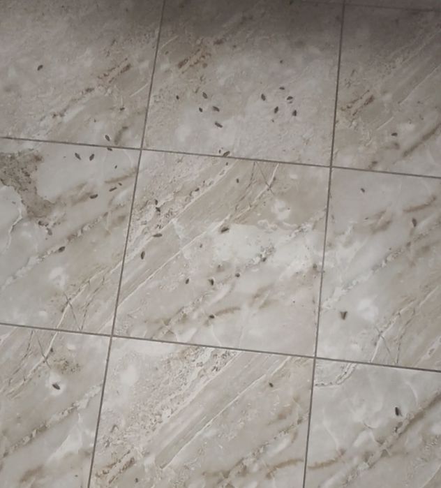 Dezinsecție și deratizare rapida - Plosnite, gândaci, soareci