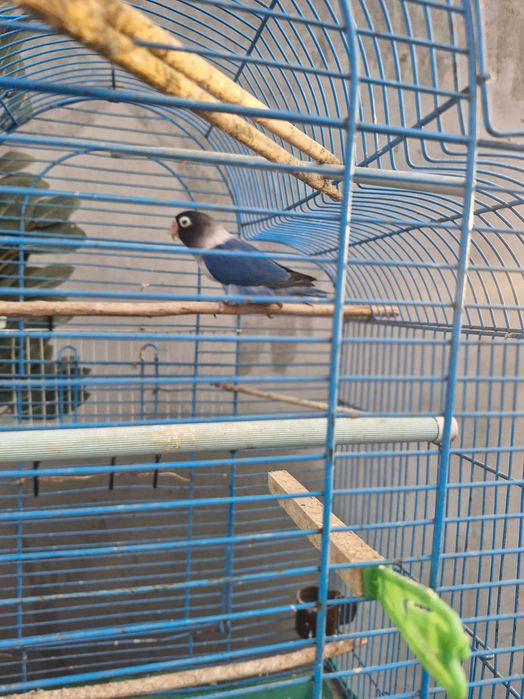 Papagali nimfe de vanzare.