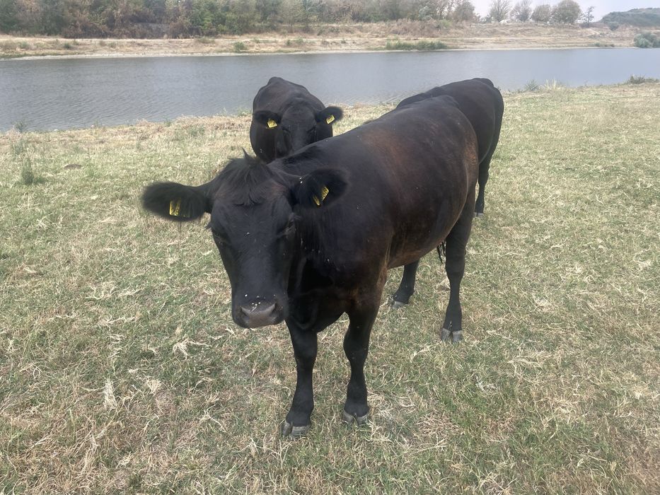Vand Vaci Black Angus