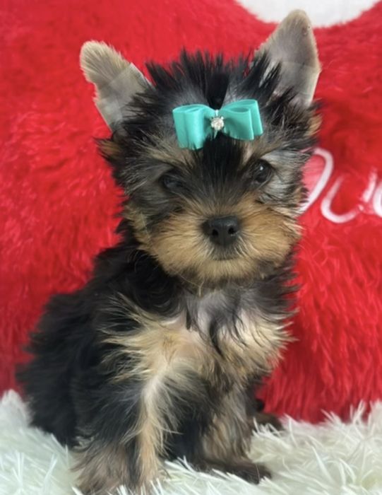 Йоркширский терьер мальчик