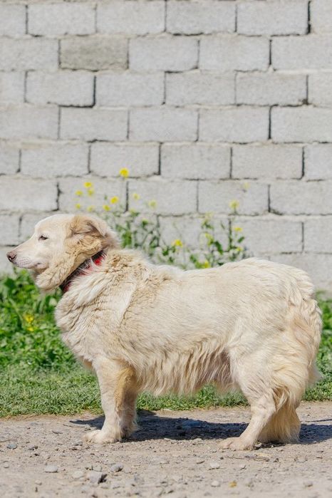 Девочка Сиси ждет своего человека!