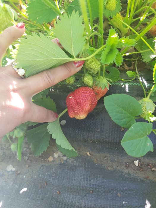 Vînd puiet de căpșuni