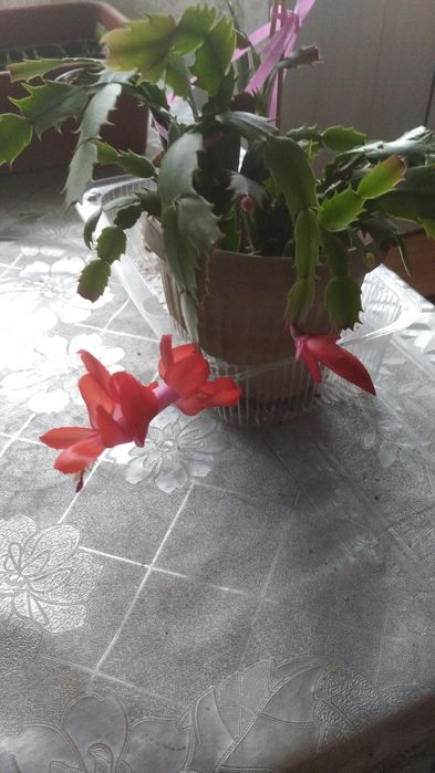 Дикобрист красный и белый