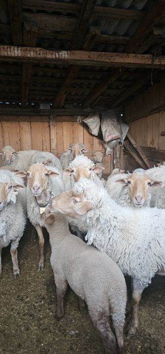 Ovine de vanzare