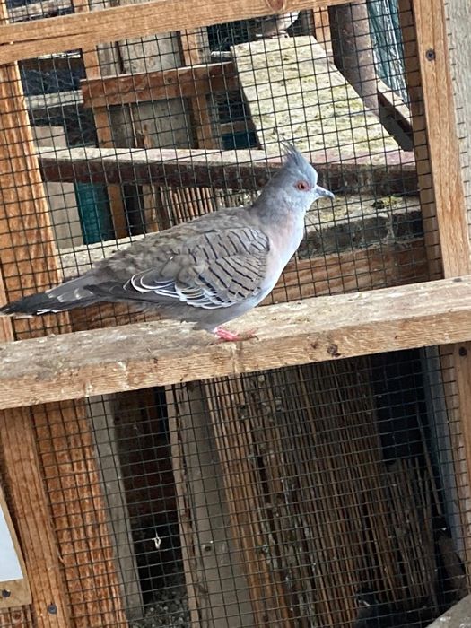 Porumbei australian cu moț