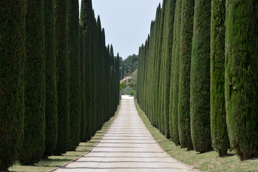 Дарахт кесамиз Арча кесамиз