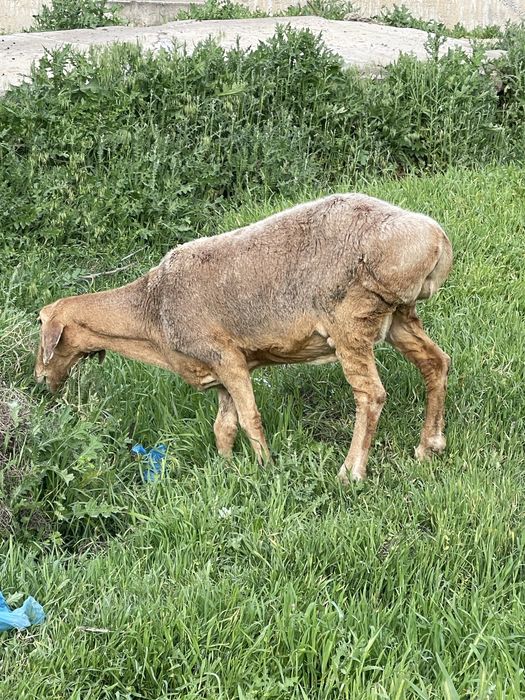 Soglom ona qoylar sotiladi