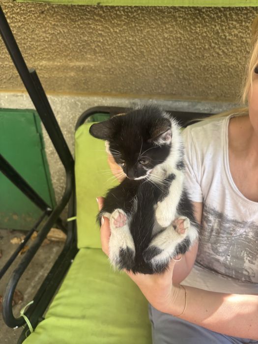 Donez 2 pui de pisica, mascul si femela