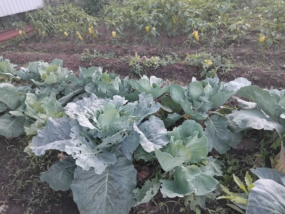 Дача на Телецентре с мансардным домиком.