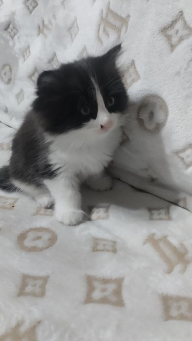 Котята норвежской лесной кошки