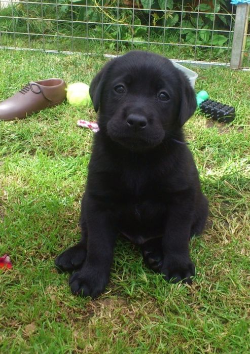 Labrador Retriever