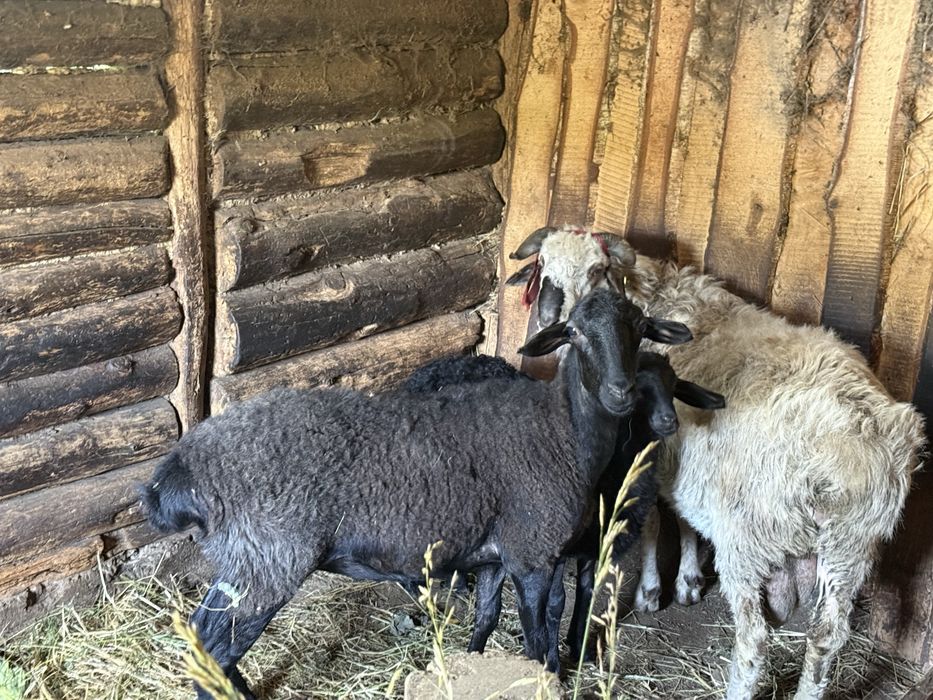 продам барана (есть услуга резки)