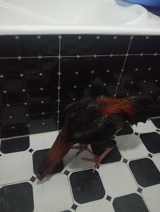 Dakan xo'roz sotiladi