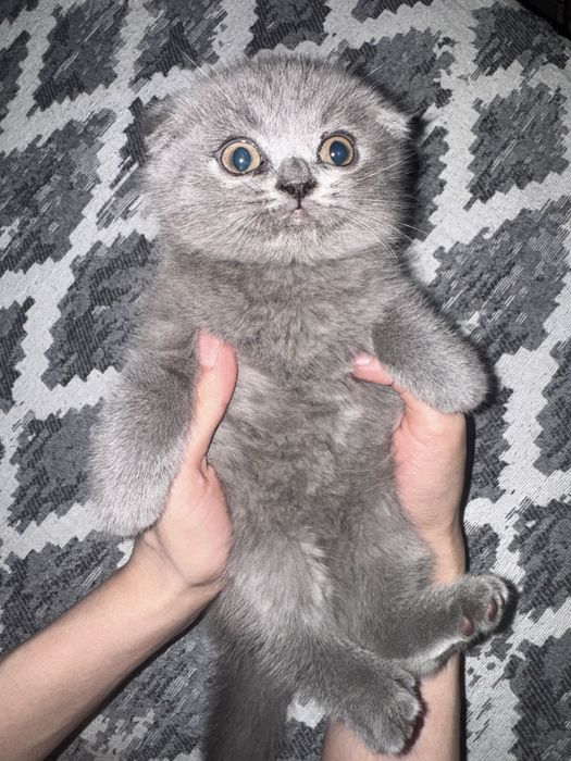 Веслоухие котята