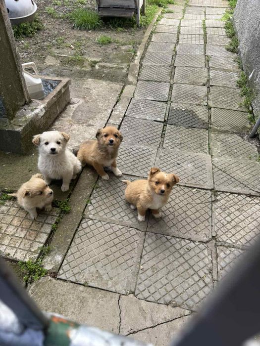 Подарявам кученца