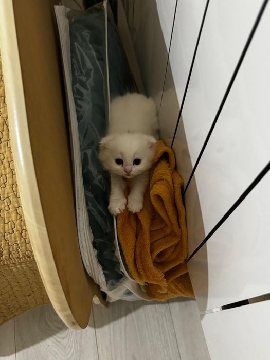 Котята,скоттиш фолд