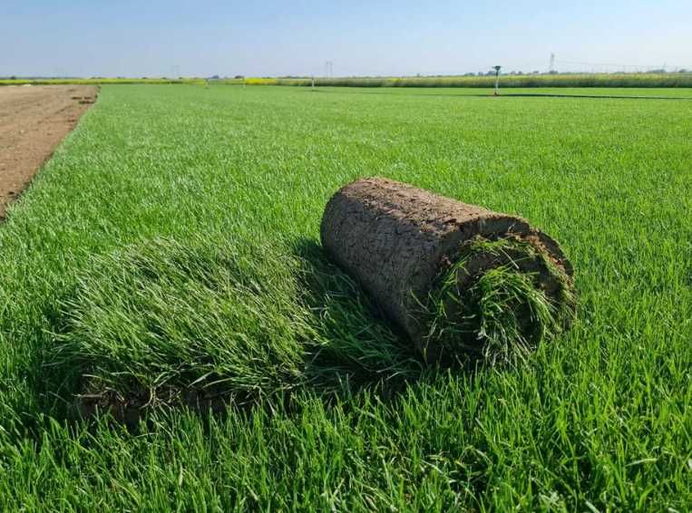 Gazon Rulou Proaspăt – Transport și Montaj la Tine Acasă