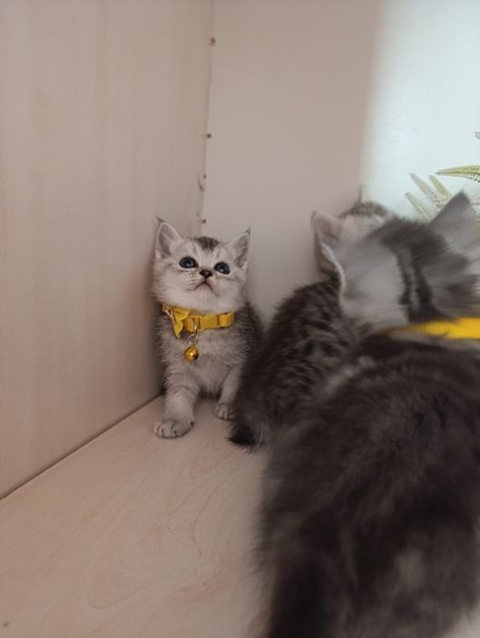 Серебристая шиншилла.Скоттиш страйт и Фолд