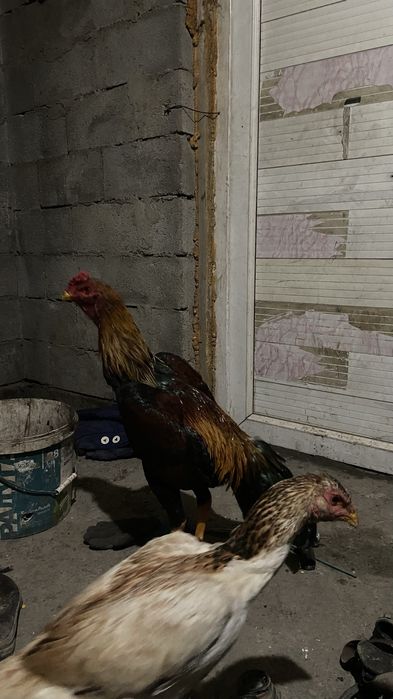 Дакан қораз сатылады