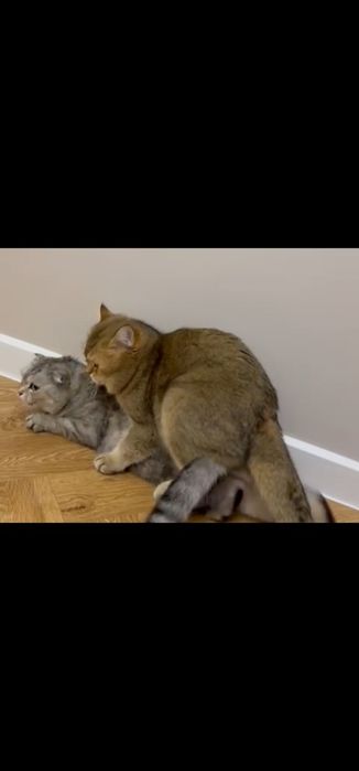 Котята котята котята
