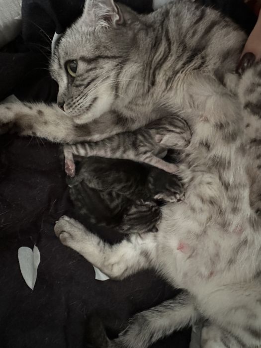 Бронь котят Породы Британцы