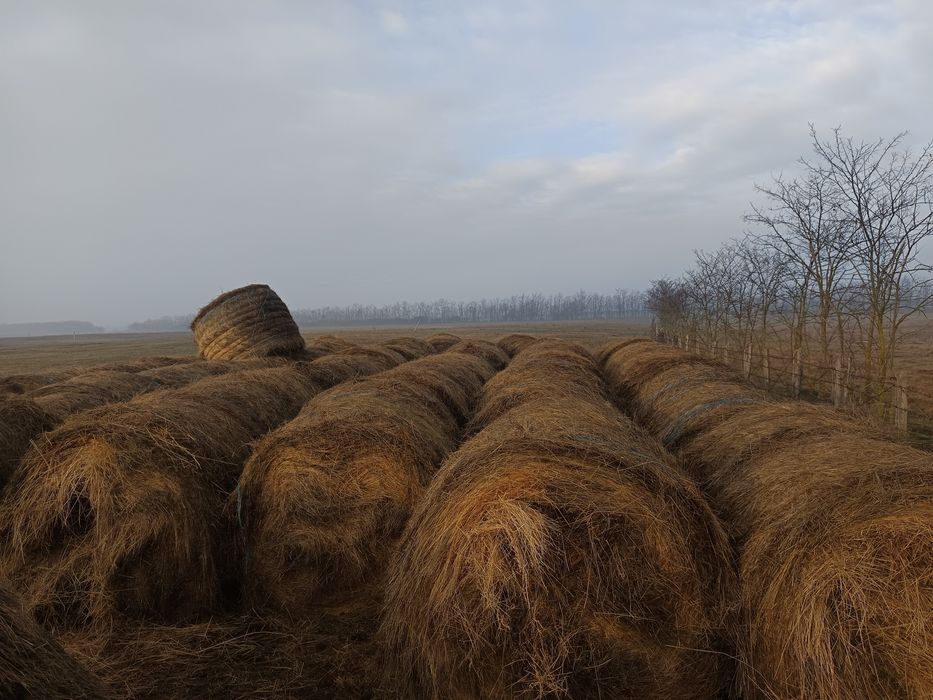 Vând baloți de fan 250 lei balotu