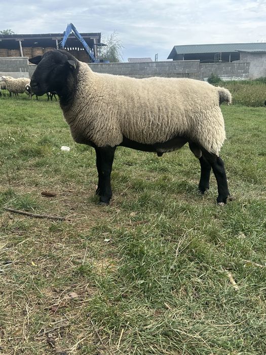 Berbec suffolk de 2 ani