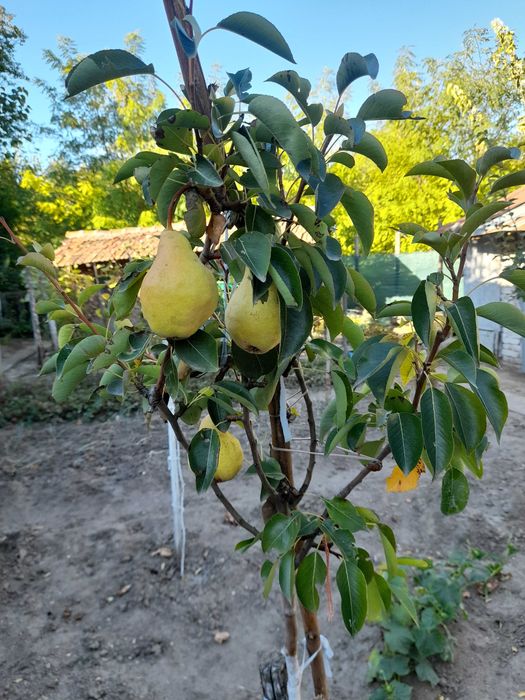 Продажба на къща в село Бръшляница