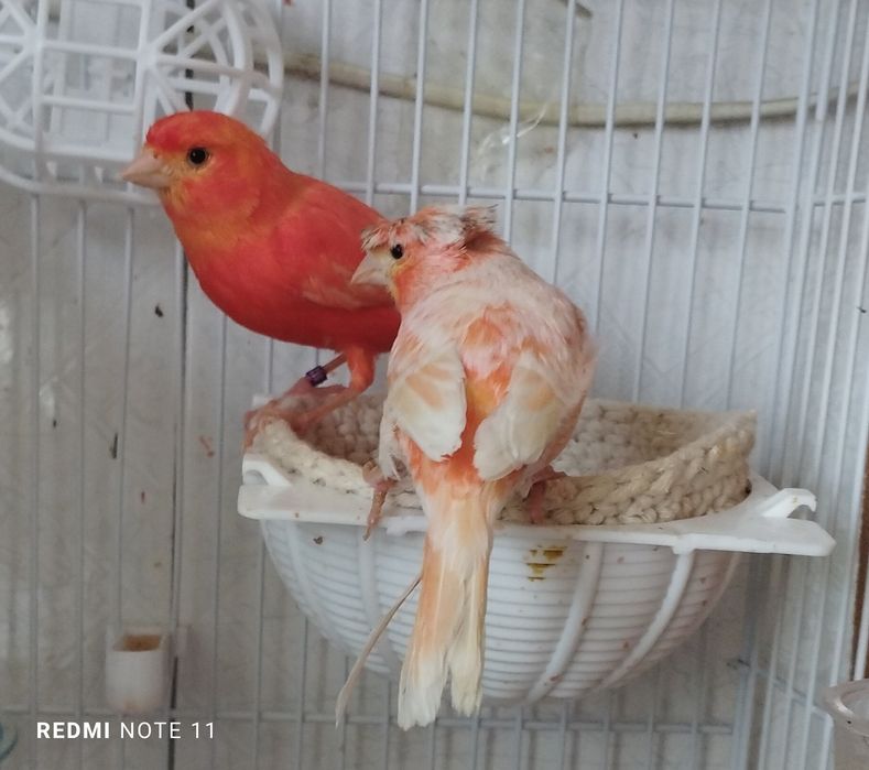 Канарейкала сотилади. Красный шмель . Авлай нар.