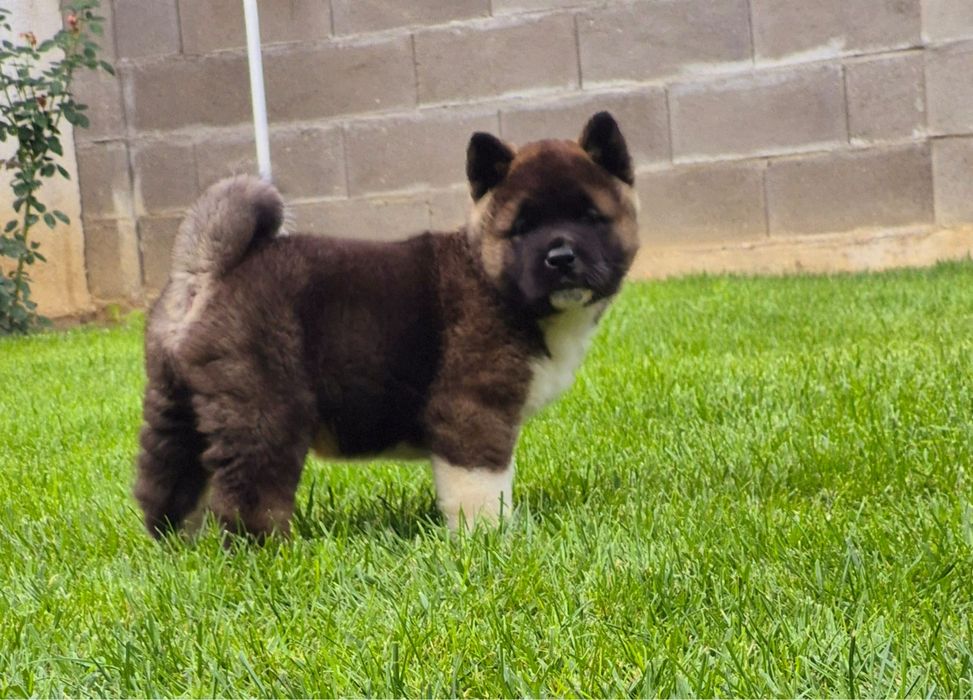 Mascul akita american cu pedigree