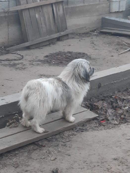 Собака пастух отдам