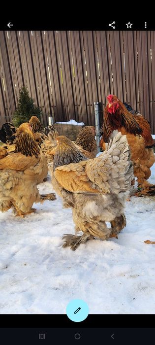 Oua incubat cu precomanda