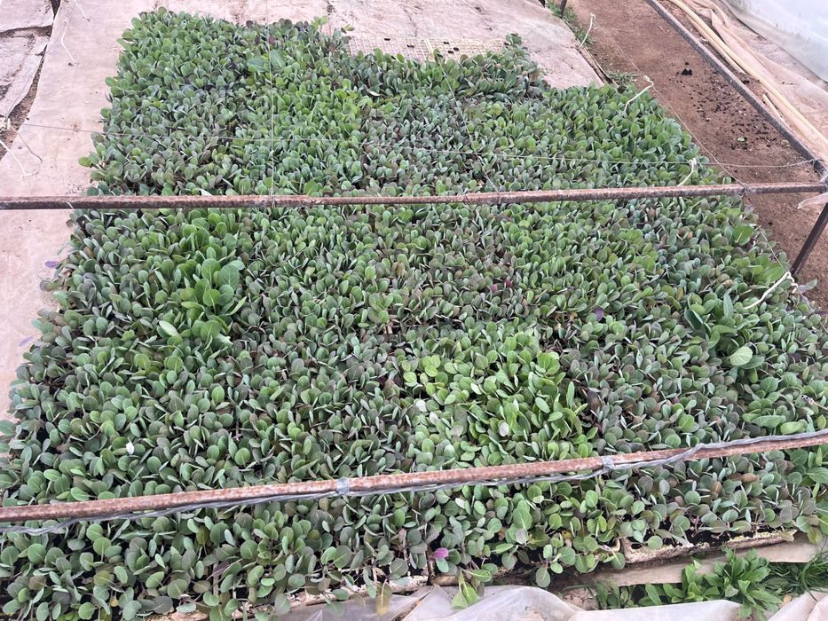 Разсад зеле Средно ранно