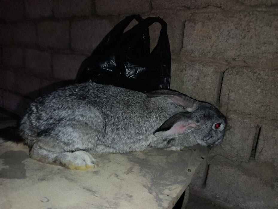 Великан 3 та куйон сотилади . Самка великан