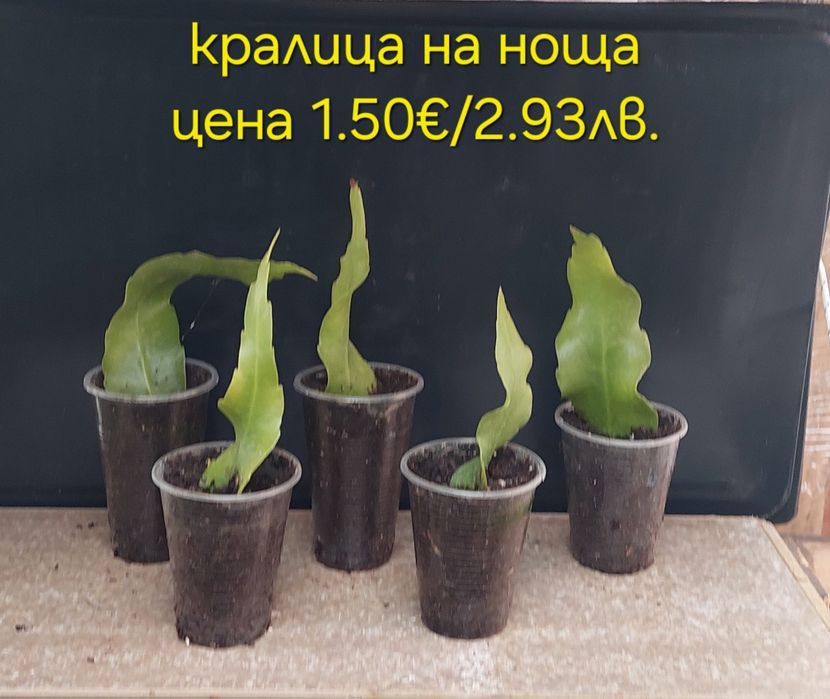 Стайни и градински растения на супер цени.