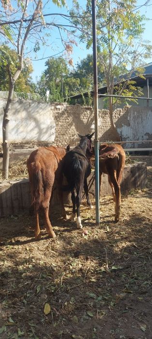 Той 2 та эркак 1 та ургочи соглом иштаха яхши доставка бор