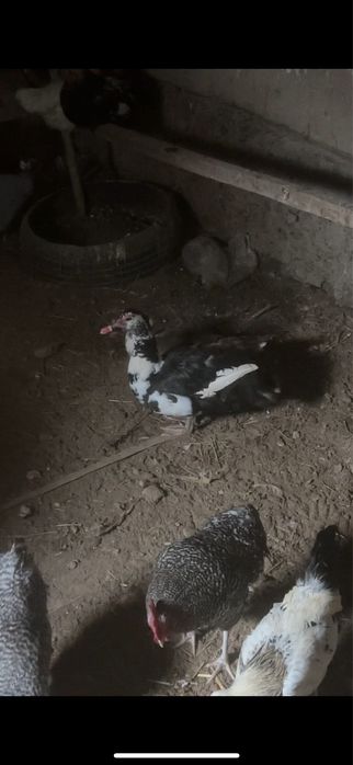 Брама  Индаутка.  Цесарка.