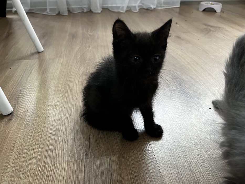 отдадим котят в добрые руки