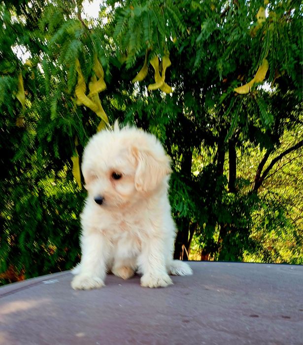 Малтипу/maltipoo/пудел