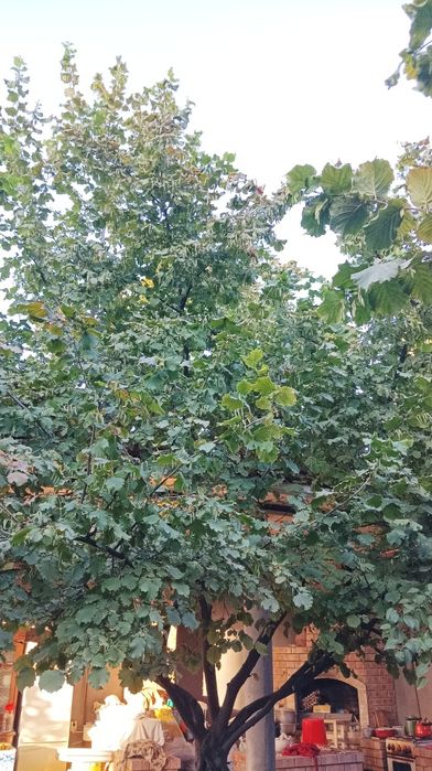 Дерево фундук,и семена фундука