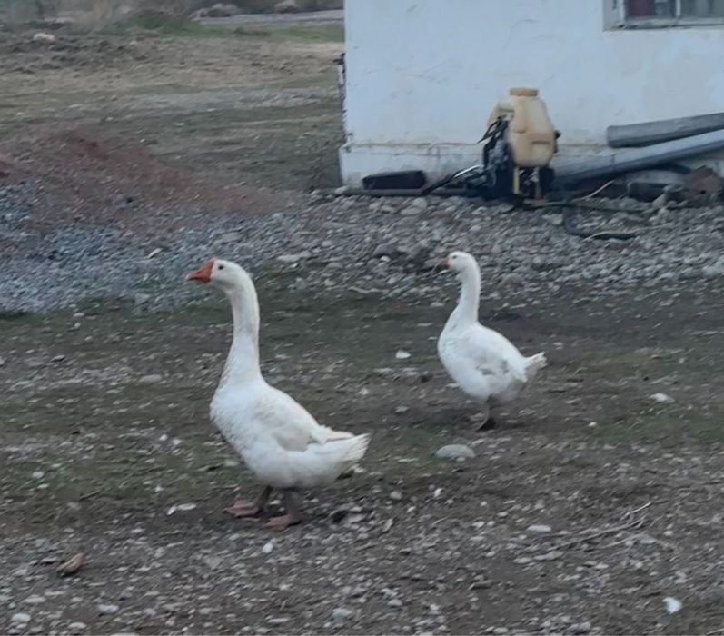 Гуси крупные самки самцы