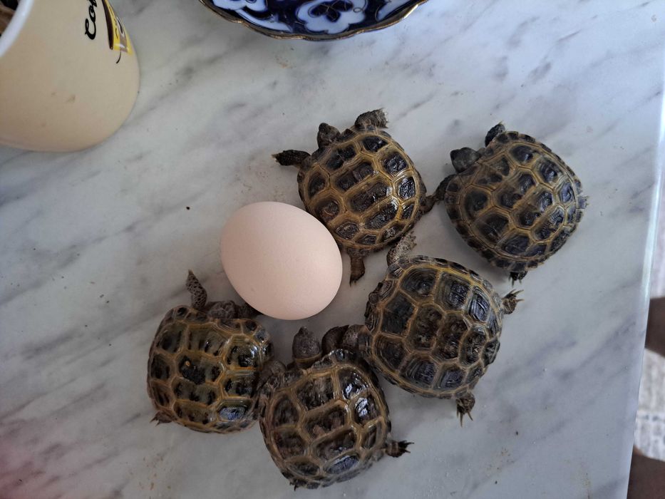 Черепаха toshbaqa чистые домашные kamida 2 tadan beriladi