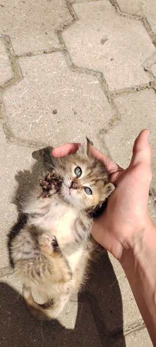 Отдам котят в хорошие руки!!!
