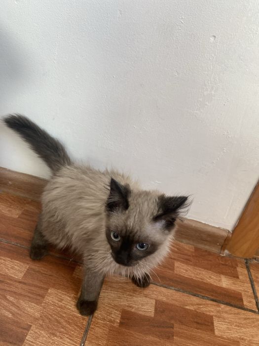 3 ай лық мысық