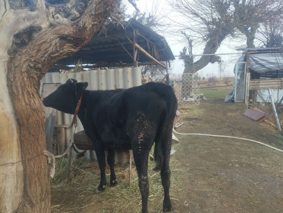 Buguz mollar soriladi